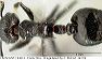 lacm_ent_144213_dors_orig