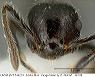 lacm_ent_144213_face_orig