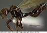 lacm_ent_144462_lat2_orig