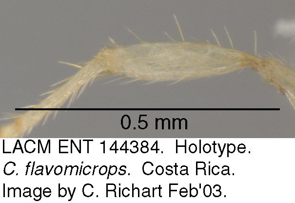 flavomicrops_tibia