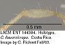 flavomicrops_tibia