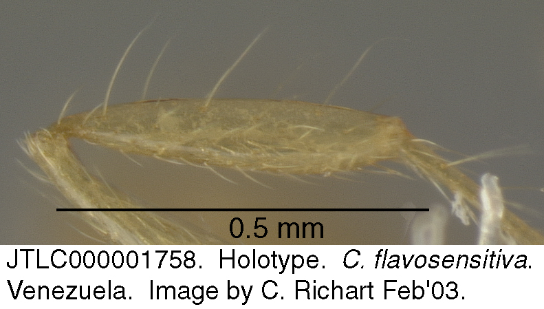 flavosensitiva_tibia