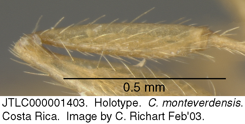 monteverdensis_tibia