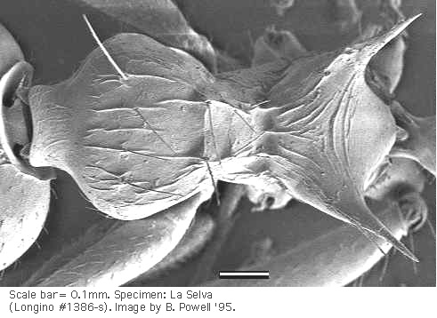 w.mesodors.sem.original