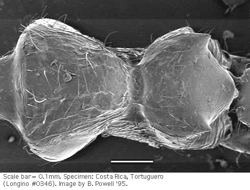 w.mesodors.sem.original