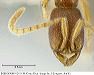 inbiocri001281138_face_orig