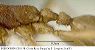 inbiocri001281138_plat_orig