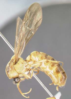 worker lateral view