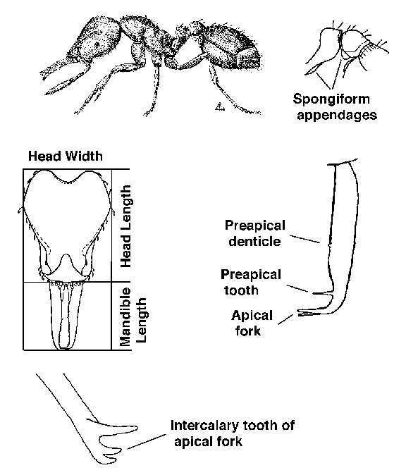 habitus drawings