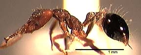 worker lateral view