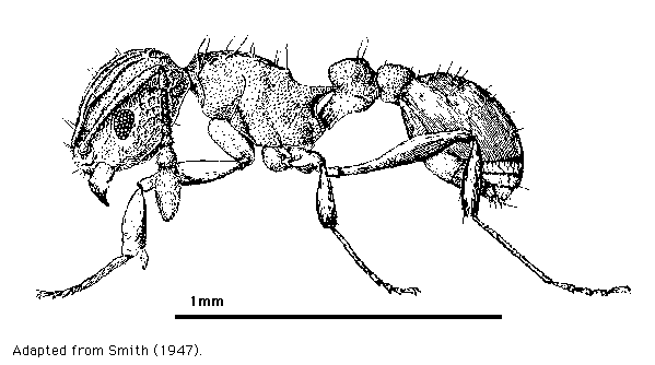 Common Myrmicinae