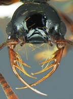 Thaum Ant Face